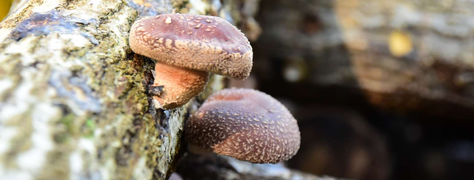 You can pick shiitake mushrooms!