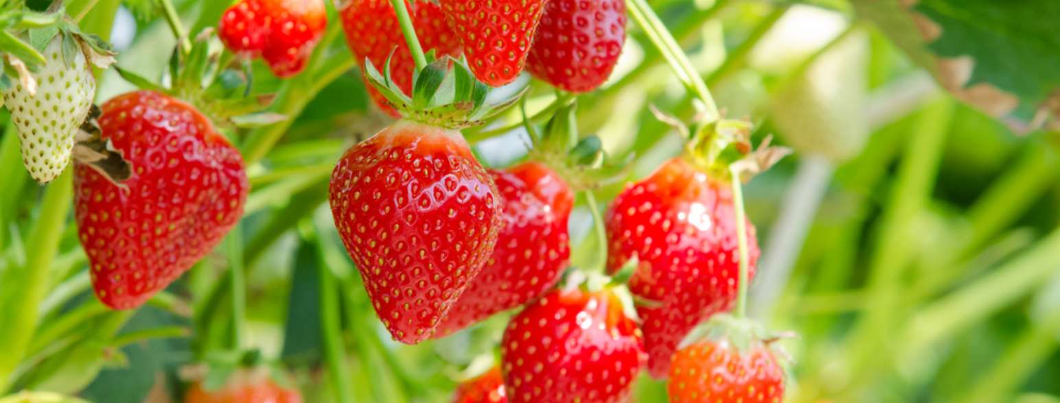 A mouth full of sweet strawberries!