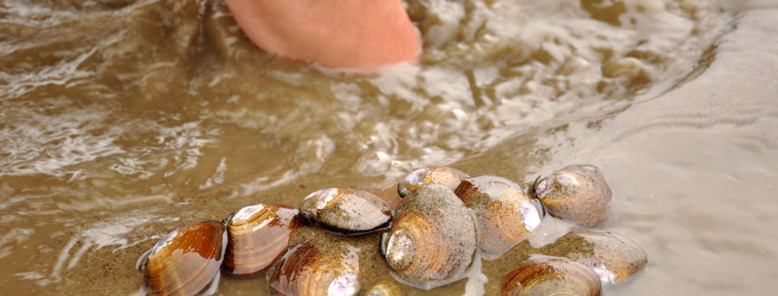 It's a treasure hunt on the mudflats!